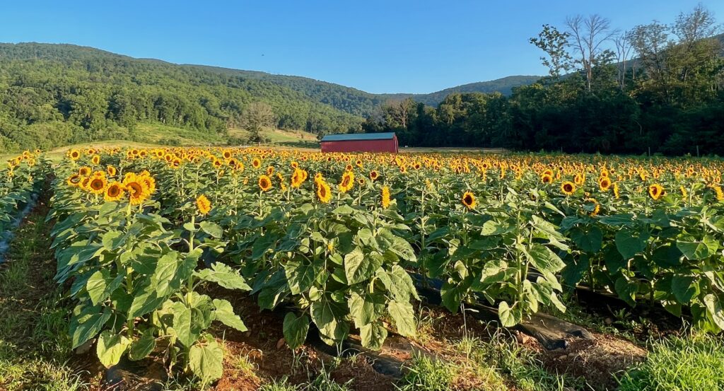 sunflowers
